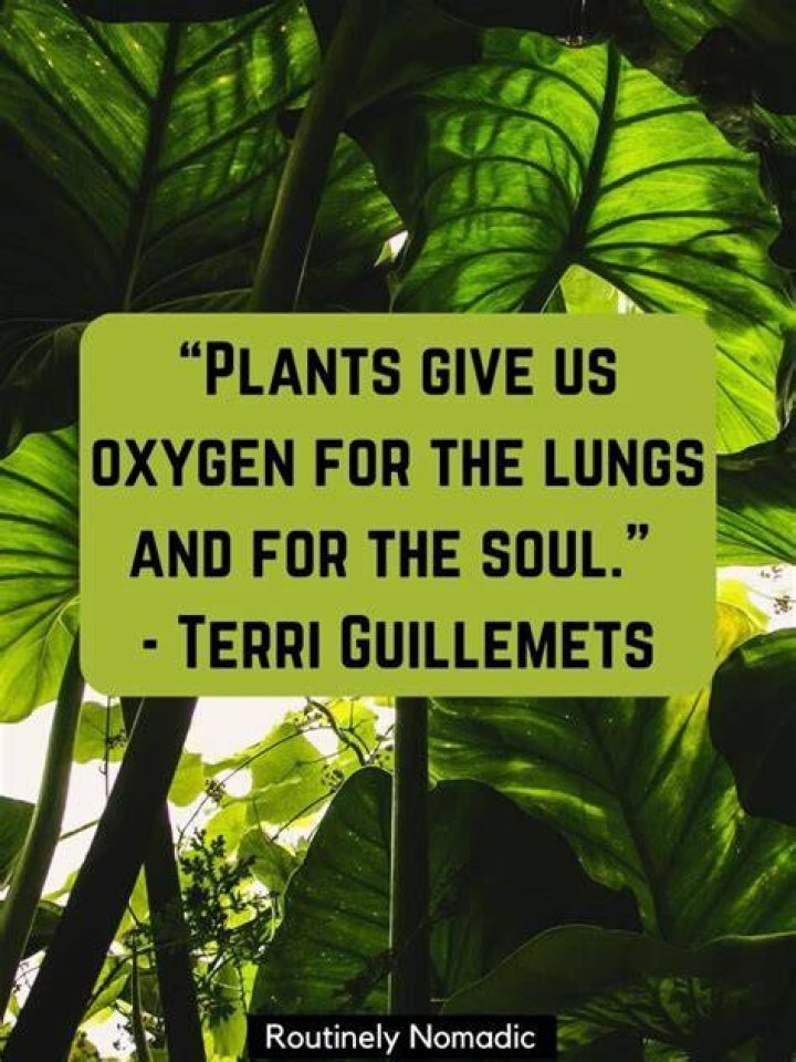 28 Best Plant Quotes & Sayings That Will Inspire You Preet Kamal