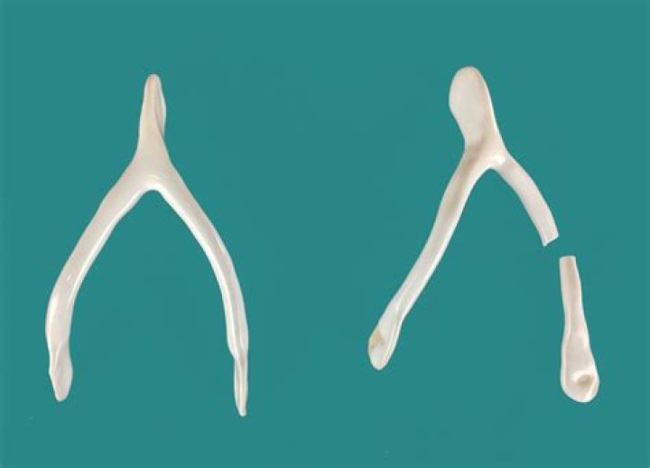Wish Bone Design Social Club