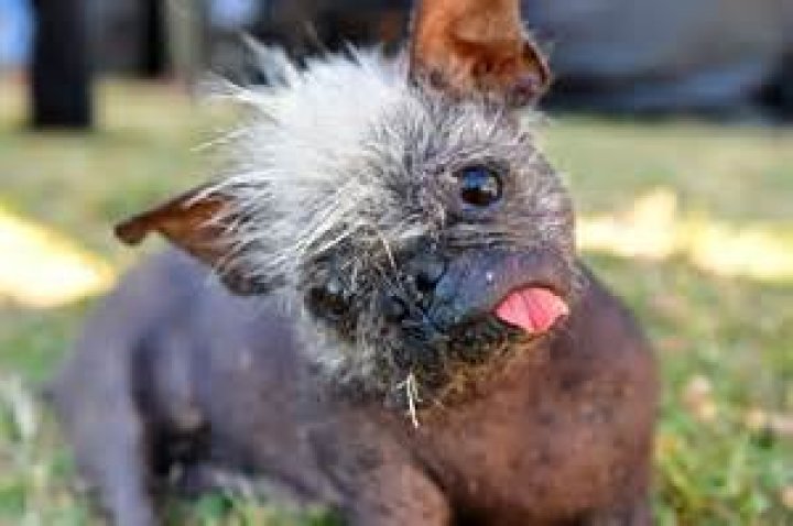 World’s Ugliest Dog Mr. Happy Face, a Chihuahua Mix With a Mohawk